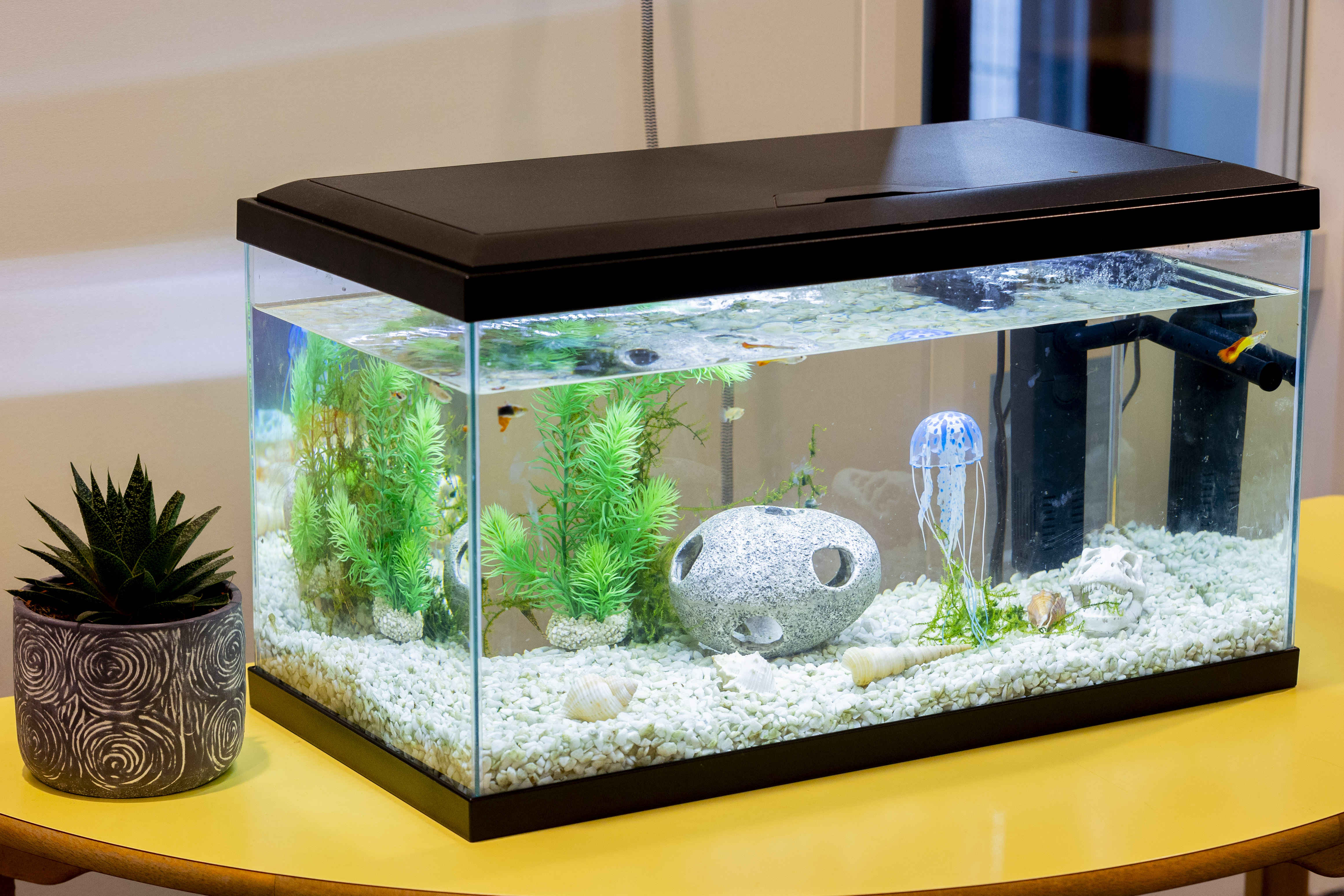 Aquarium de notre mascotte, Bubulle